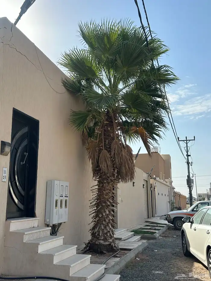 نخل زينه 0