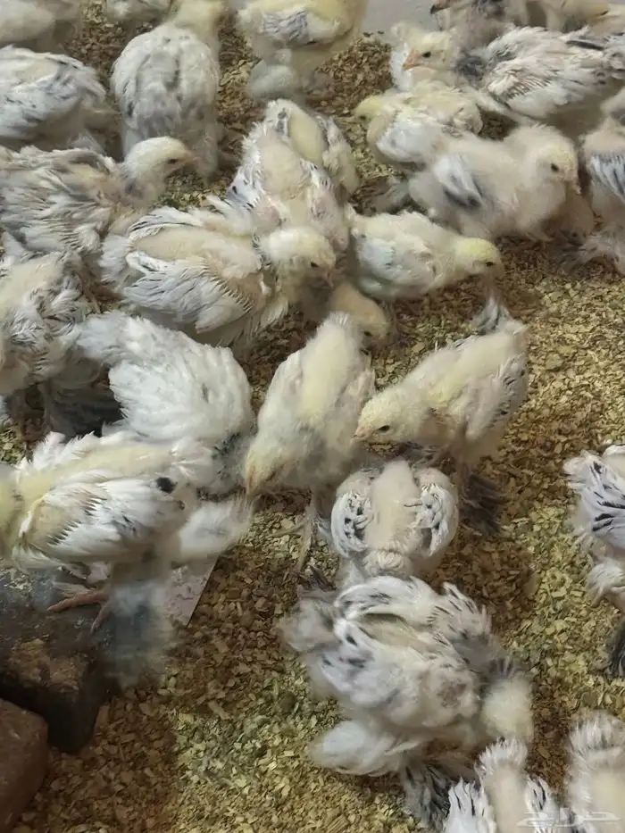 صيصان براهما كولمبي فاخر عمر شهرين 1