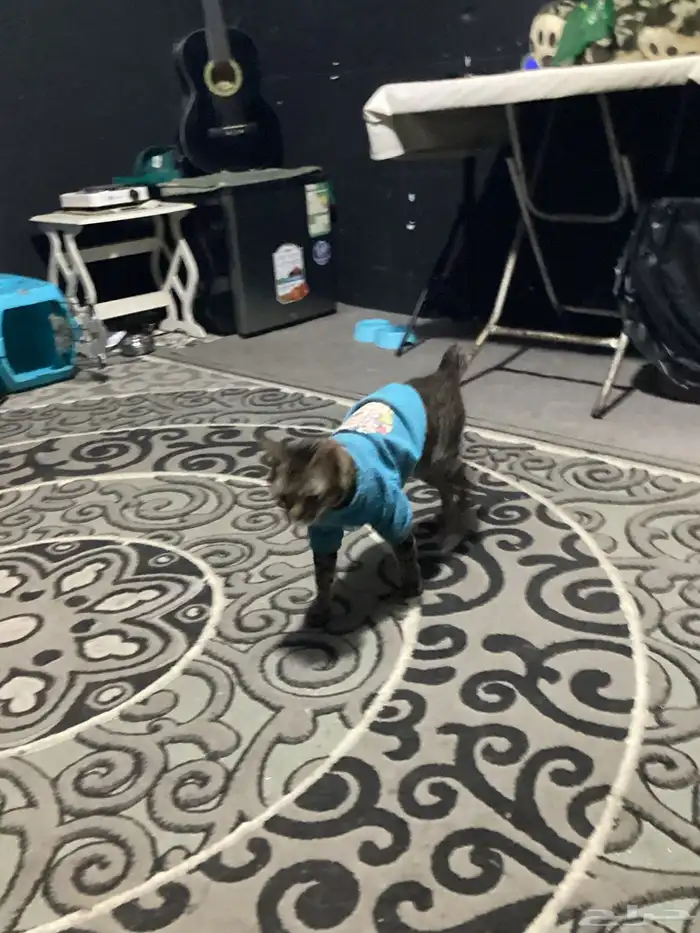 قطط للتبني 16