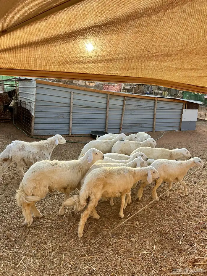 يوجدحري تيوس رفيد مهجن 7