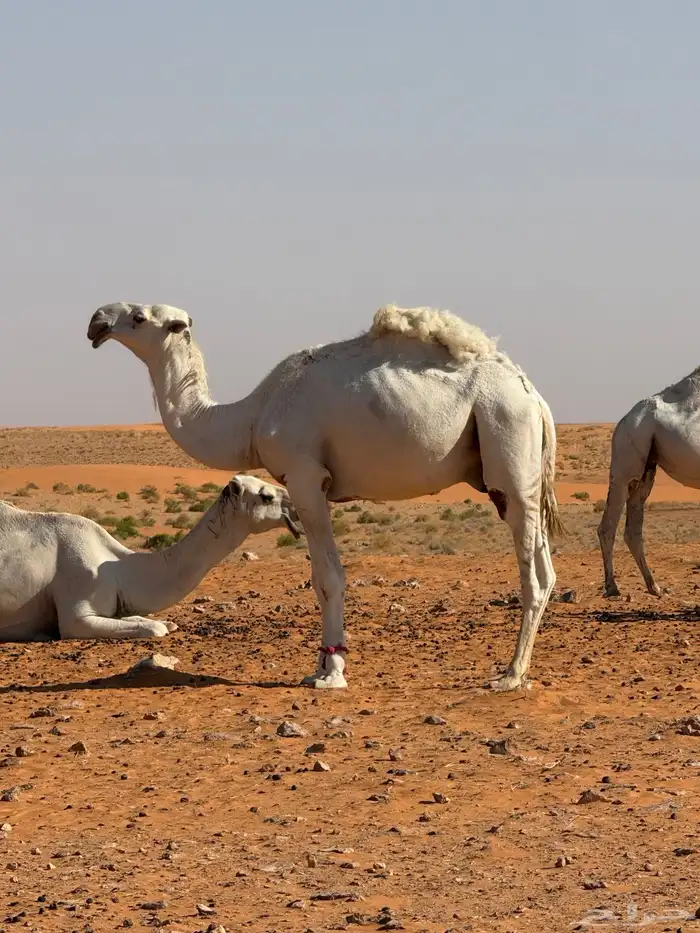 فحول العدد 10 البيع لاعلى سوم 2