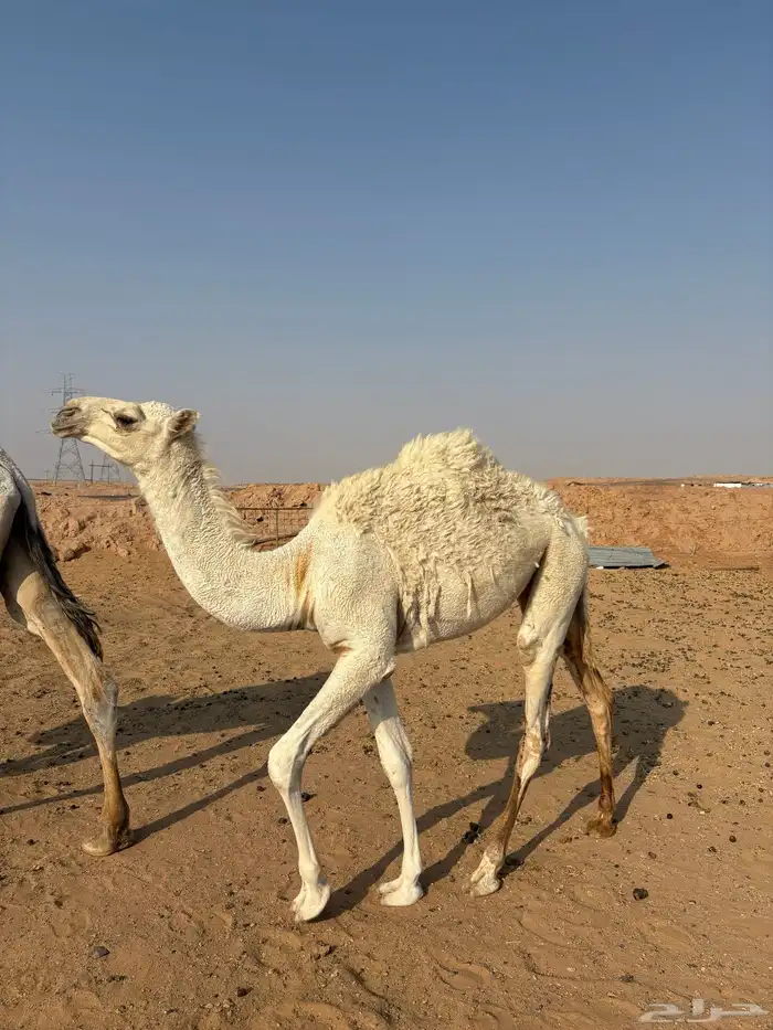 للبيع خلفه شقحا 4