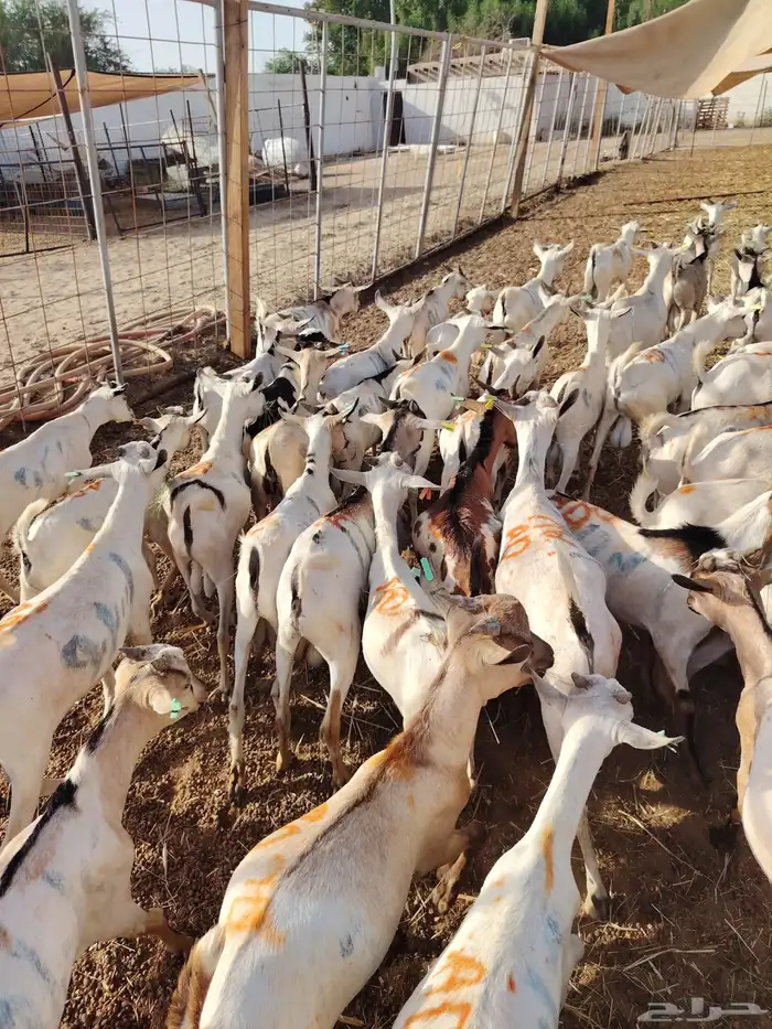 تيوس وحواشي بأسعار طيب 1