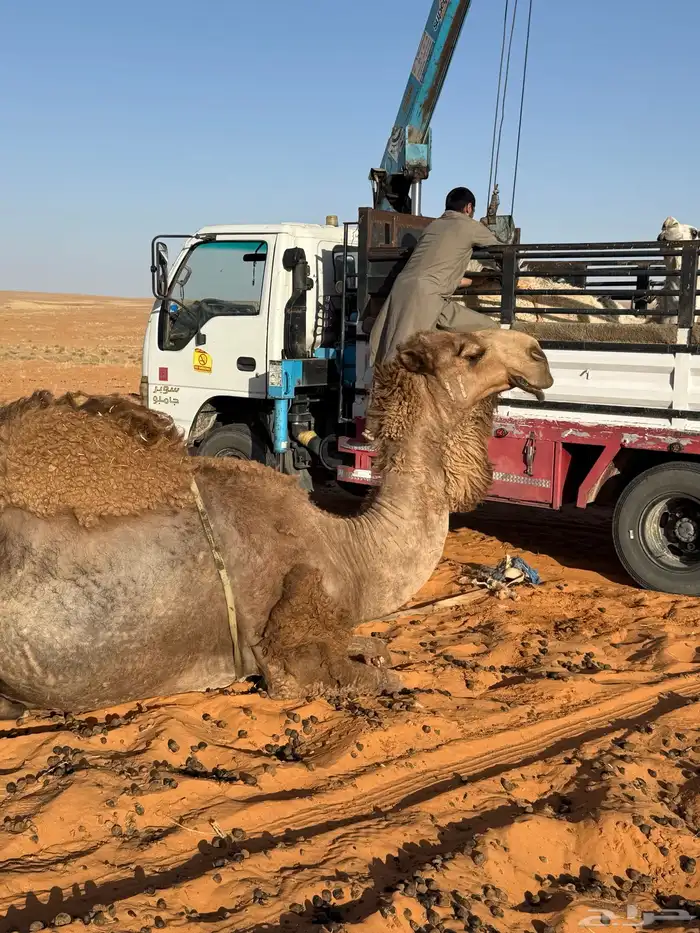 فحول العدد 10 البيع لاعلى سوم 5