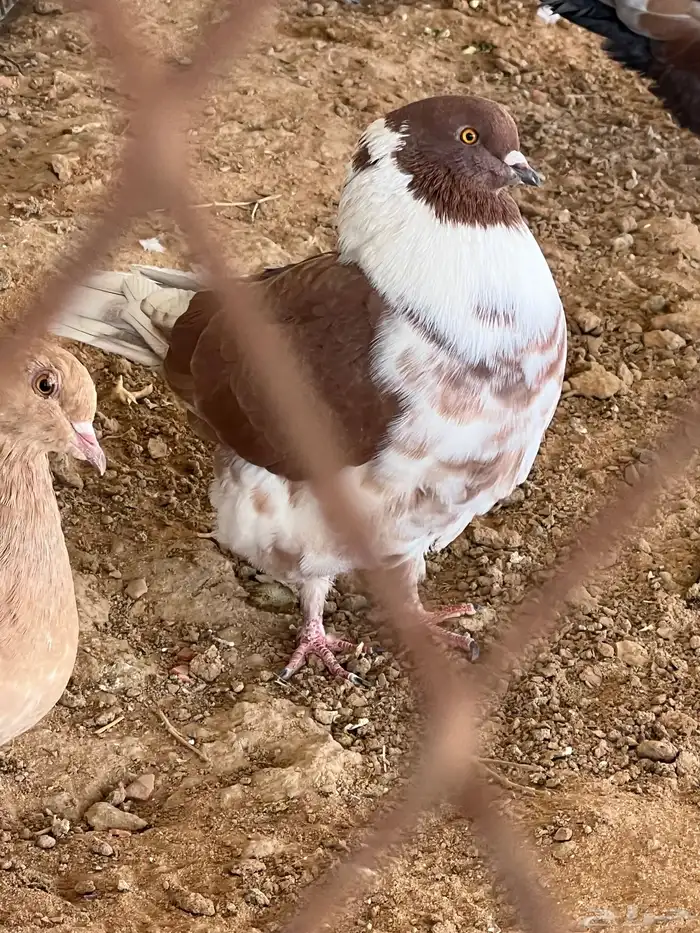 جمال طيور الحمام 9