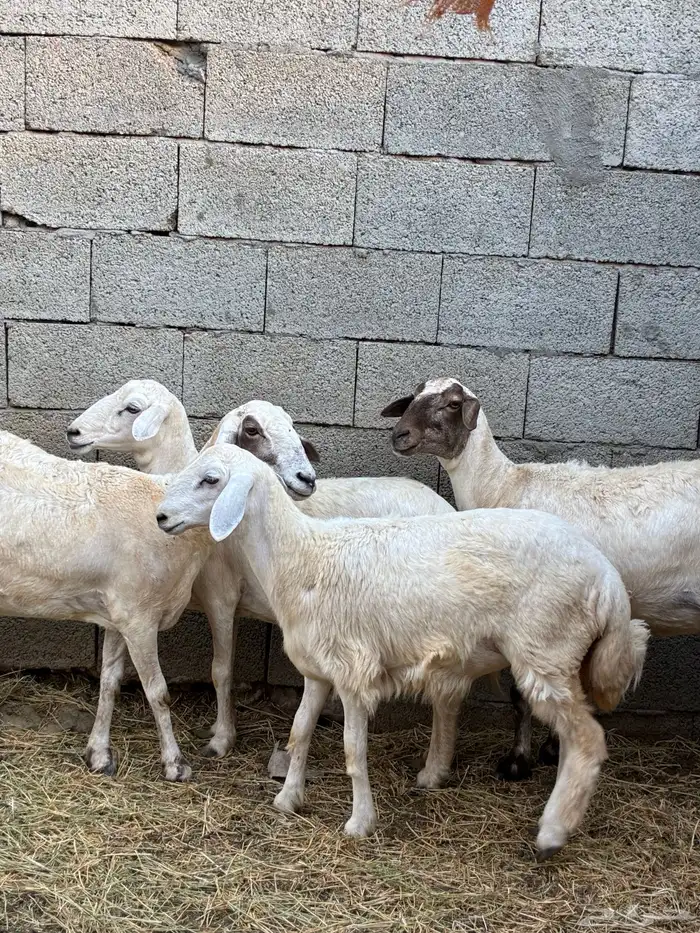 ظان للبيع 0