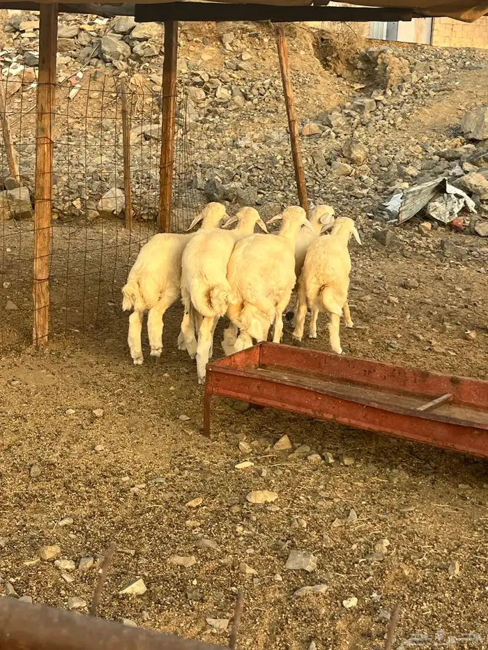 طليان حري وتيوس عوارض وبيشي مع الذبح والطبخ والتوصيل 1