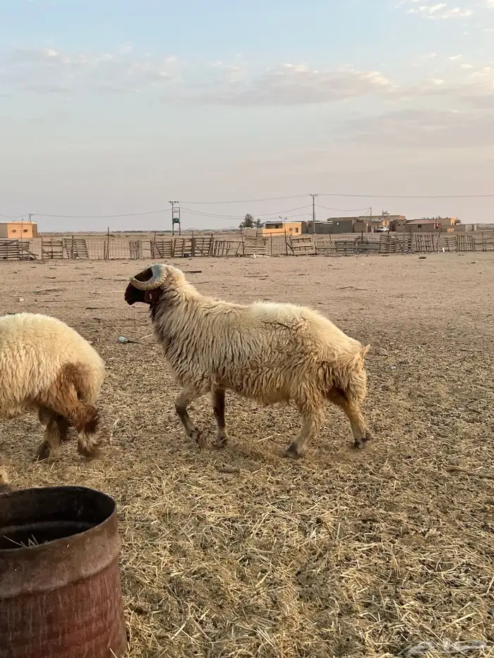 طلي فحل للبيع 0