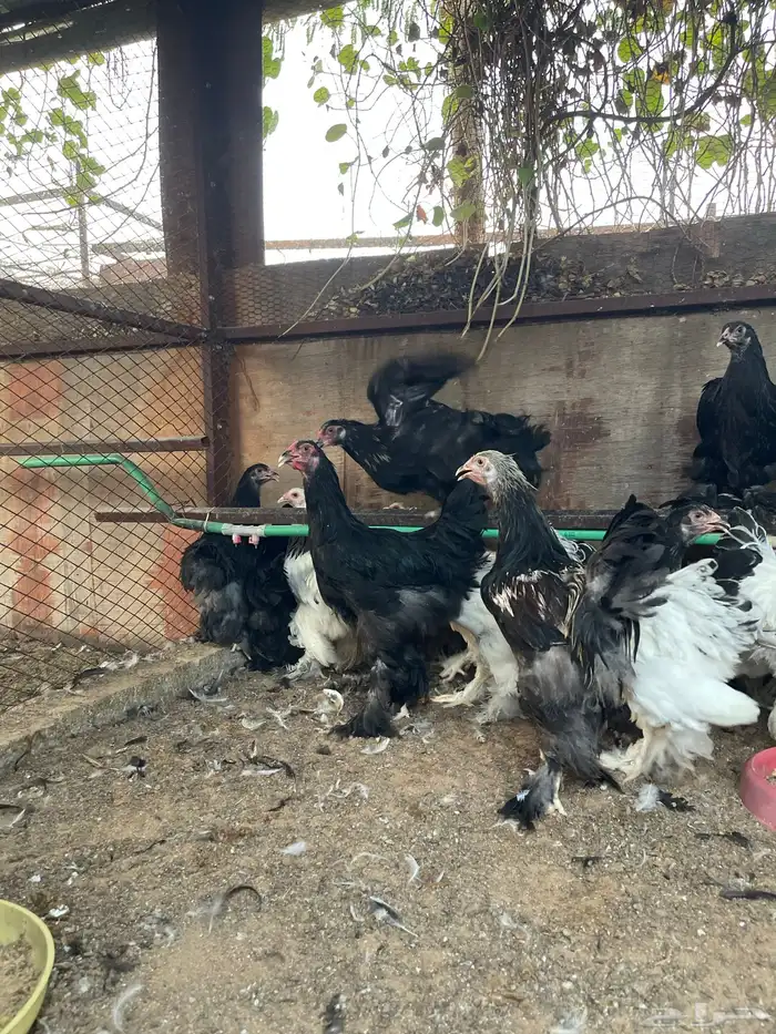 دجاج براهما 0