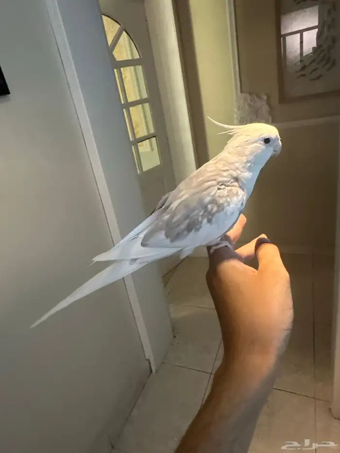 كروان متكلم 2