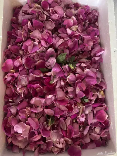 ورد طائفي 0