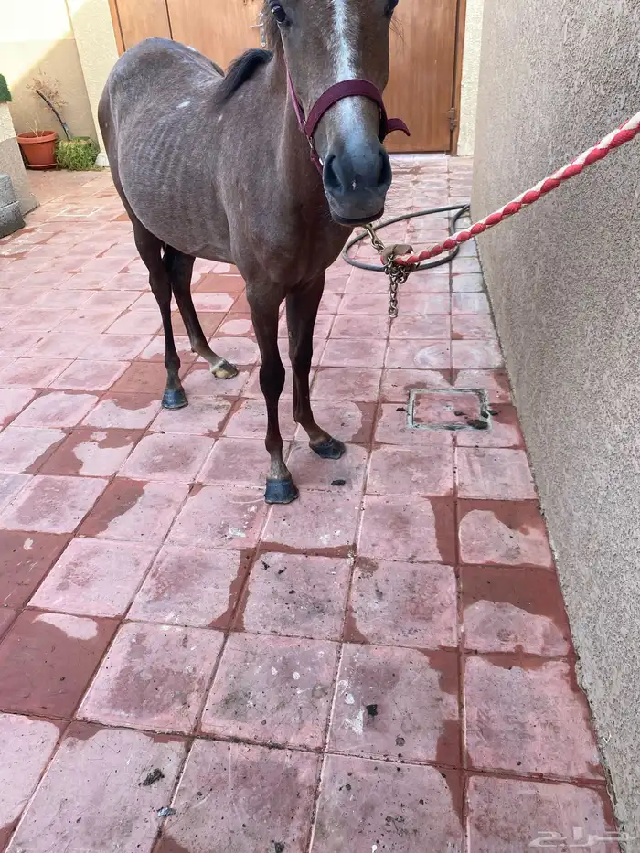 مهره شعبيه للبيع بالمجمعه 5
