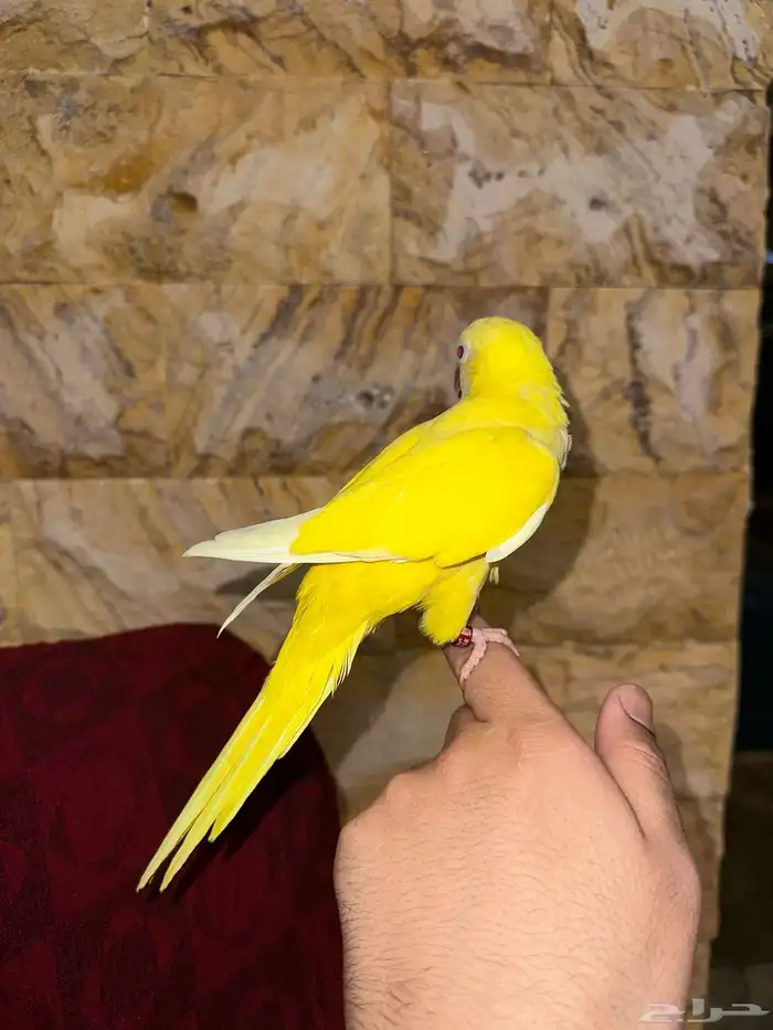 كويكر لاتينو اليف وهدد تم البيع 2