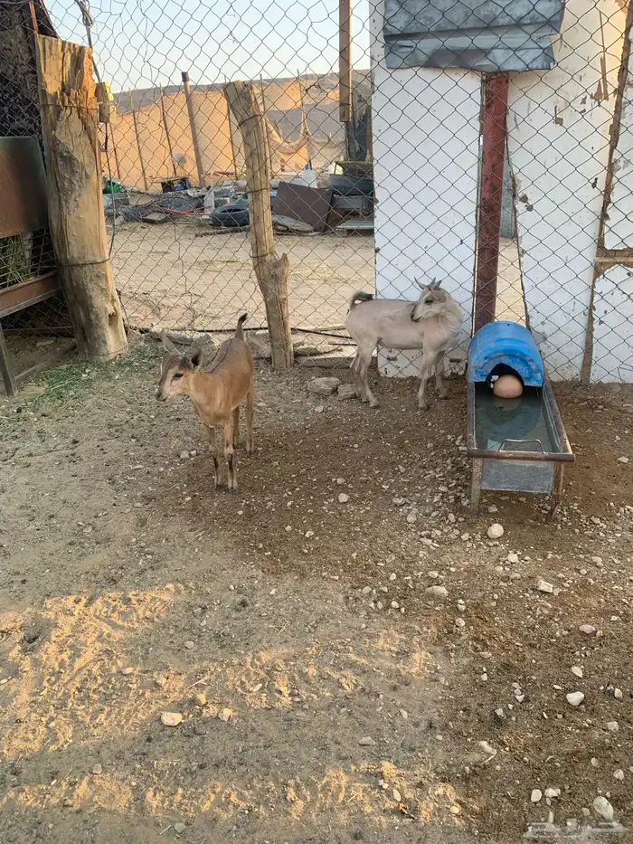 عناق وتيس هجين وعل 1