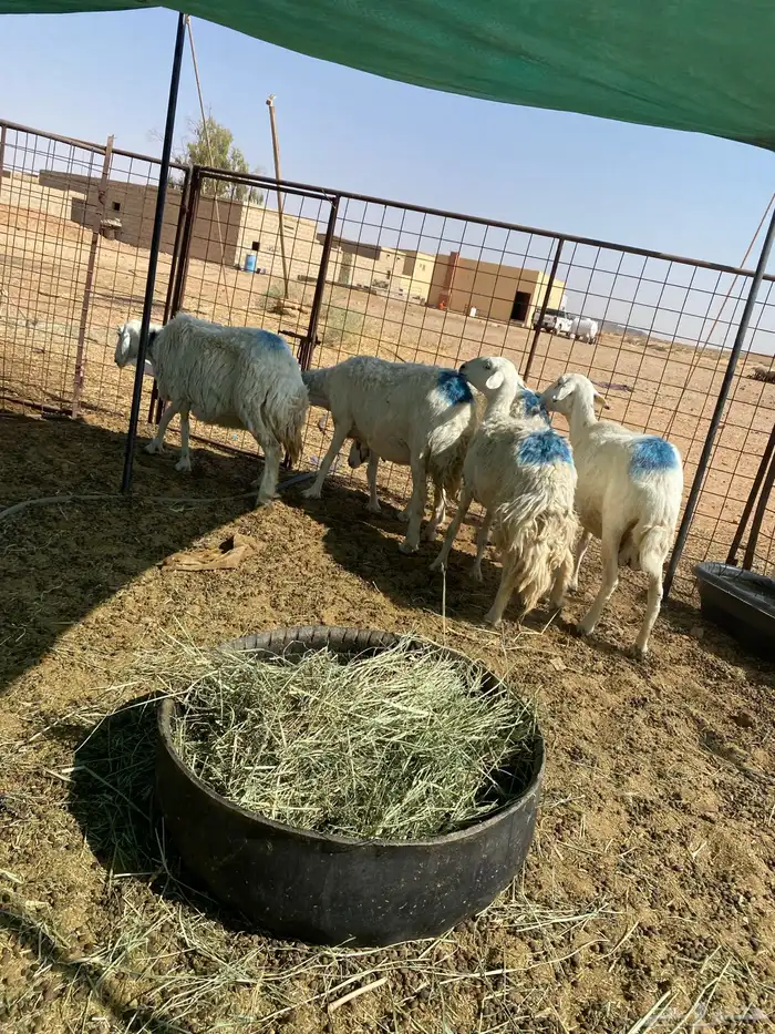 شياه حريات دفيييع واصله 3