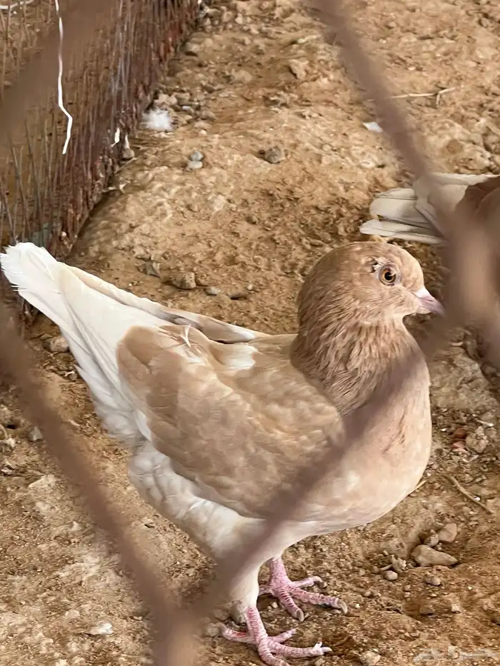 جمال طيور الحمام 10