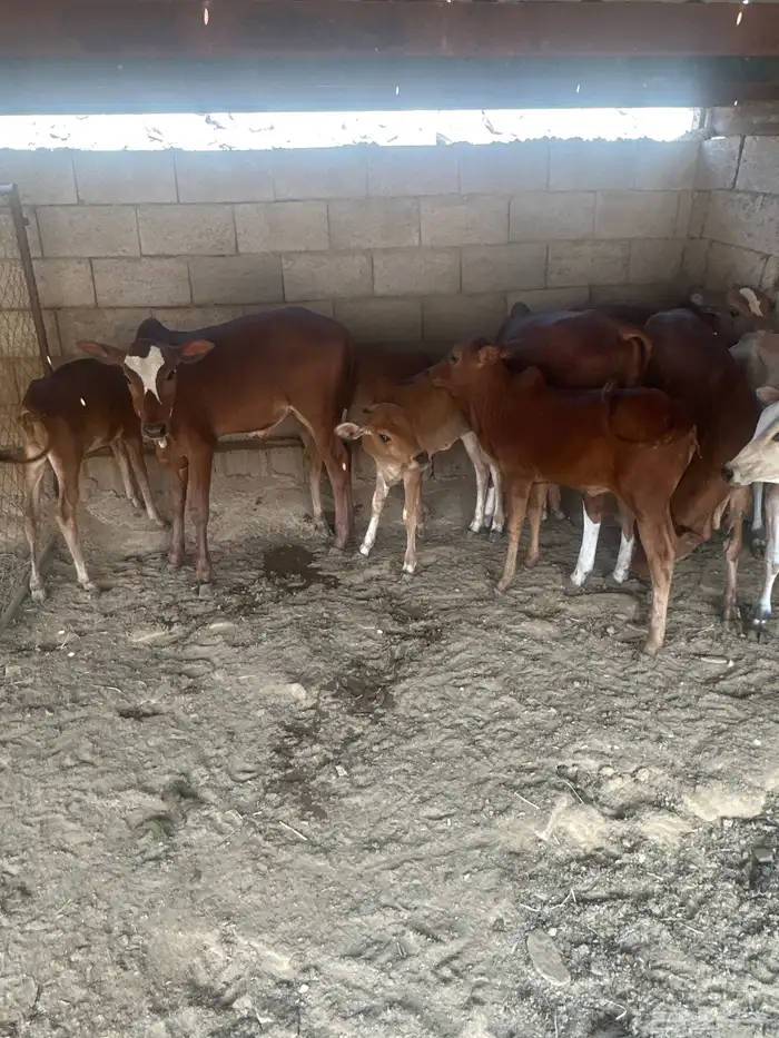 للبيع حسلان تربيه 3