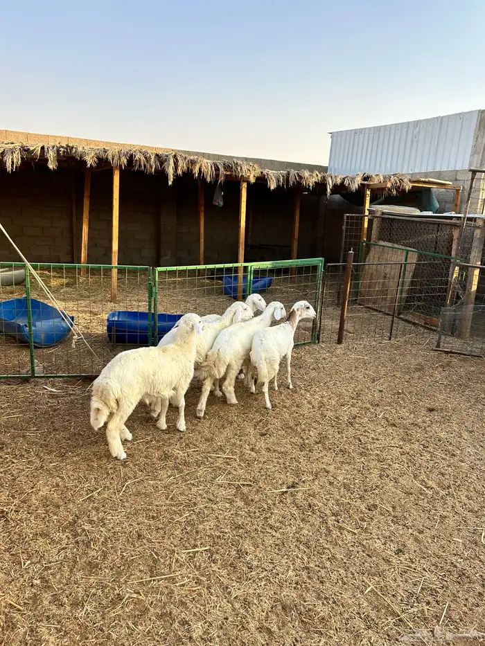 يوجدحري تيوس رفيد مهجن 3