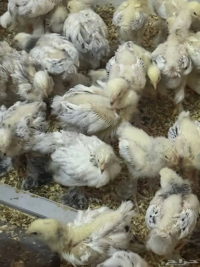 صيصان براهما كولمبي فاخر عمر شهرين 0