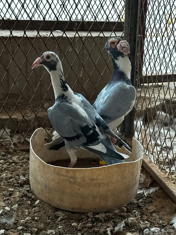 جوز كارير 0