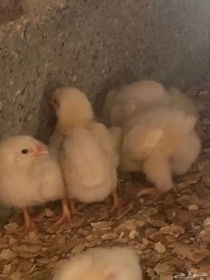 صوص لاحم روس فرز اول 1