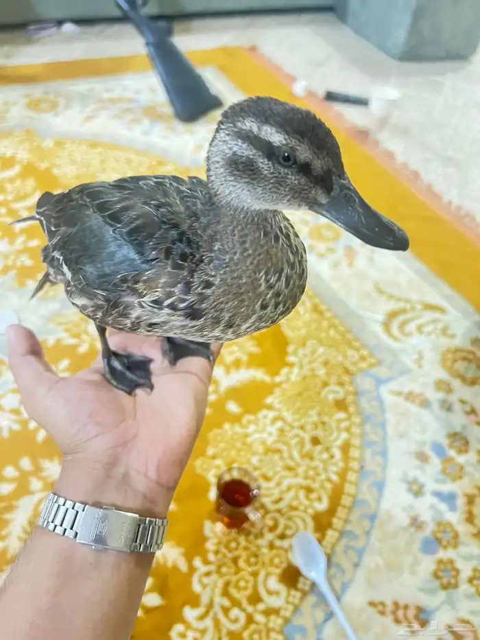 بط حذف صيفي لهل المحيات 0