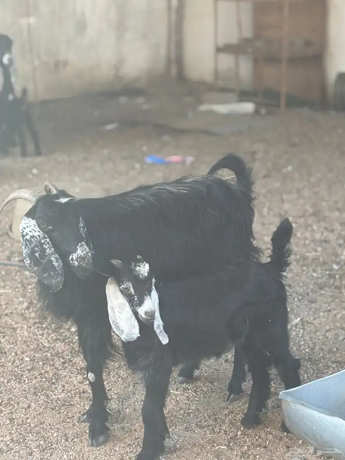 عنز خلفه تحتها تيس( تم البيع ) 1