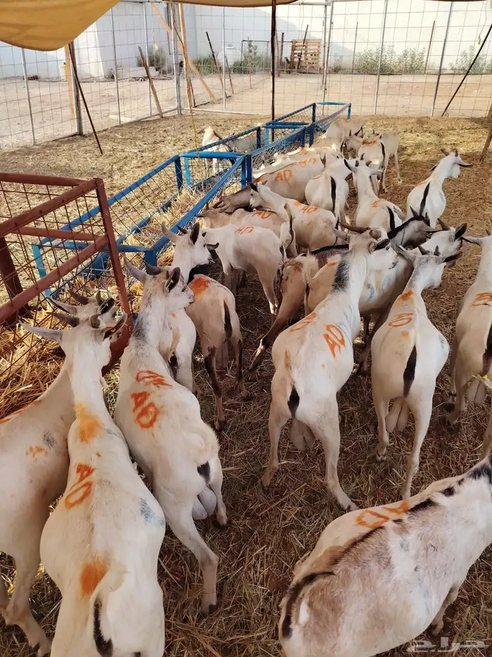 تيوس وحواشي بأسعار طيب 3