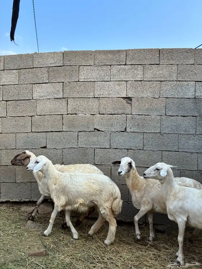 ظان للبيع 2