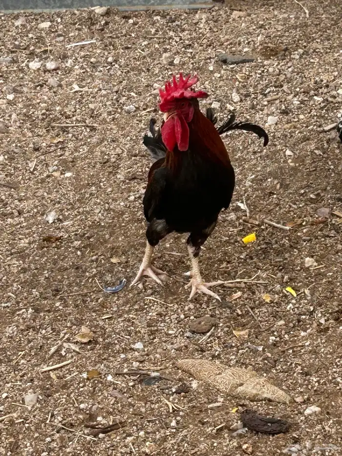 القيصومة الخالديه 0