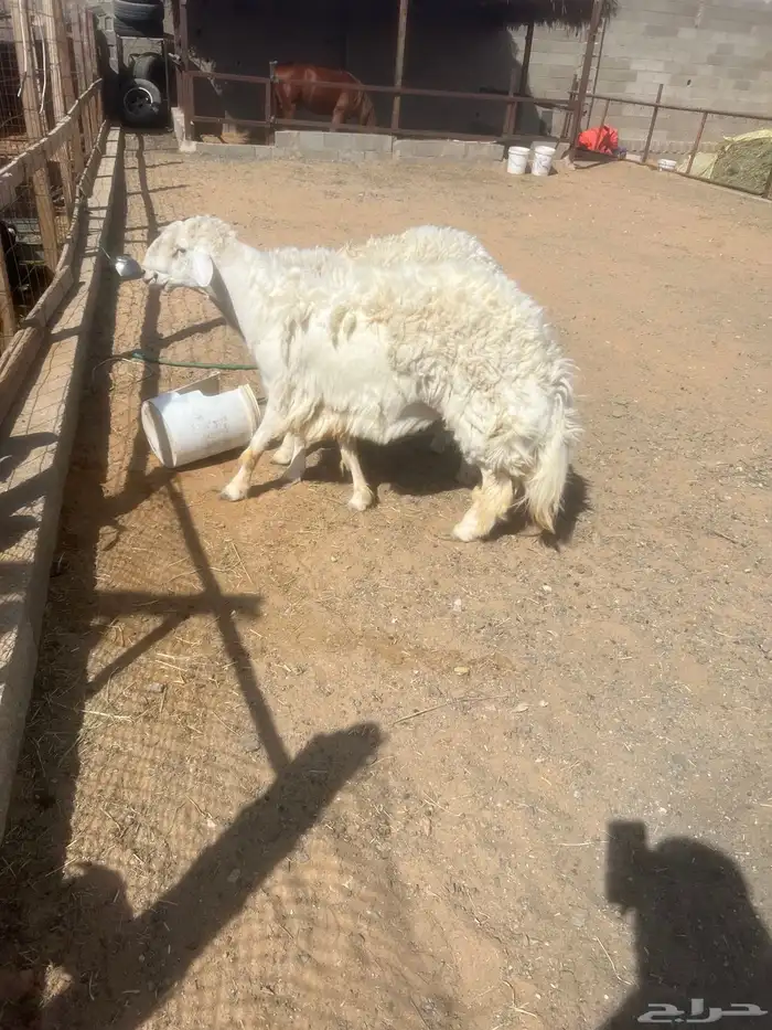جذعان حريه فاخر 4