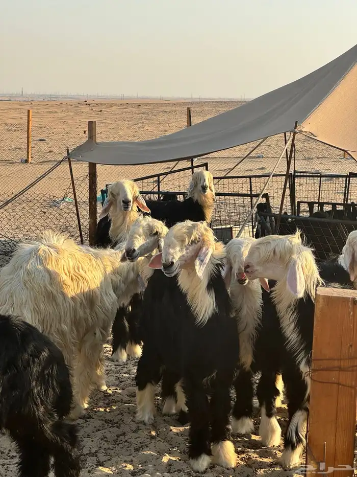 طليان نجد جذعان بريه نظيفه طيبه للبيع جمله وتفريد 3