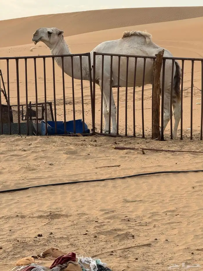 الفحل الكفو 1