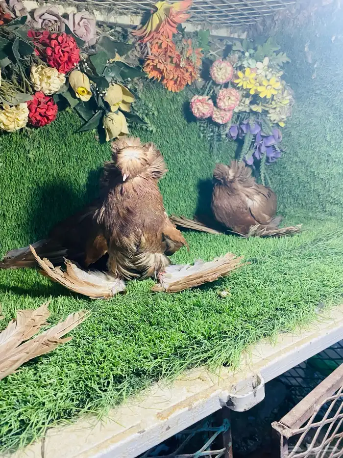 للبيع مجموعة بخارات حمر 2