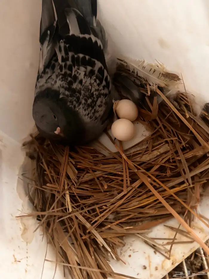 جوز تركي معقد 5