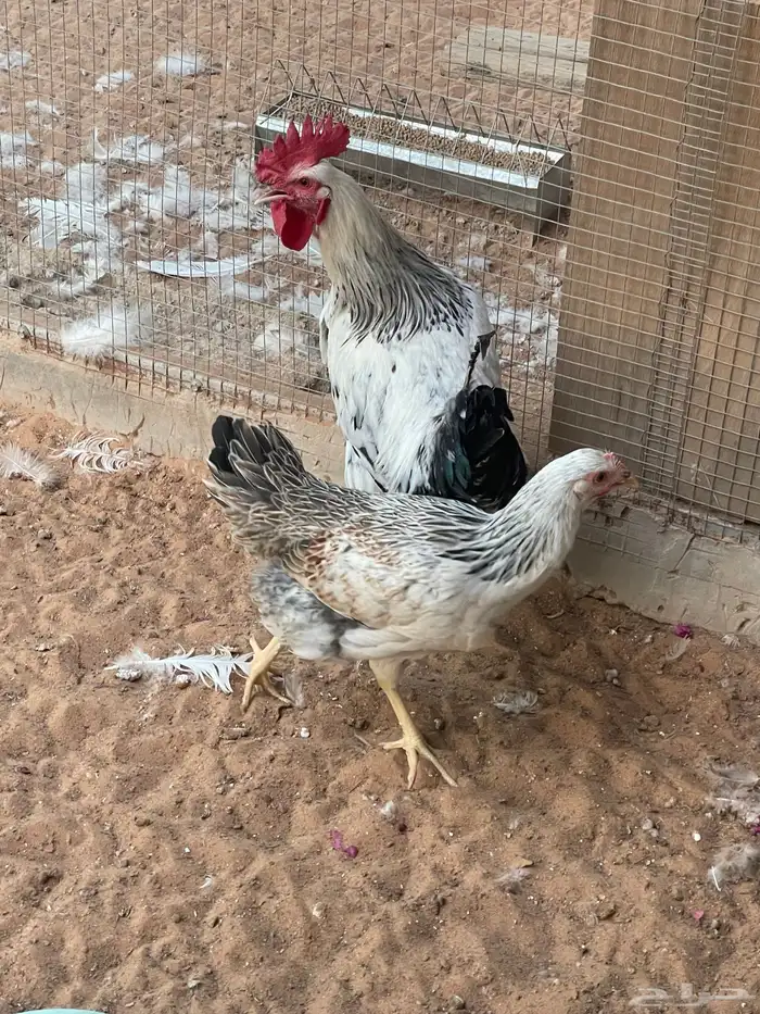ديك ودجاج فرنسي 1