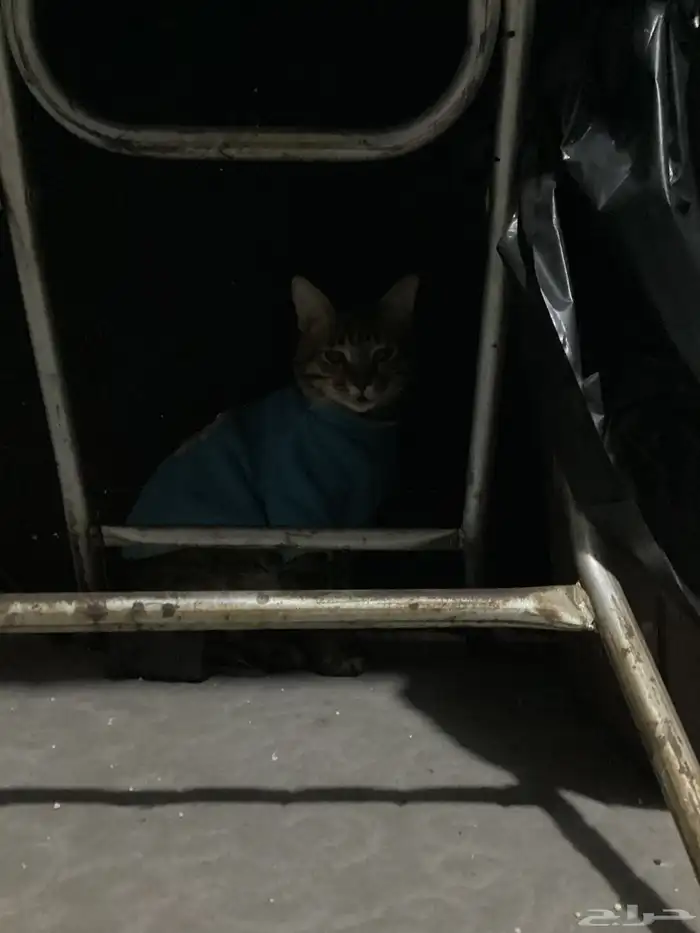 قطط للتبني 9