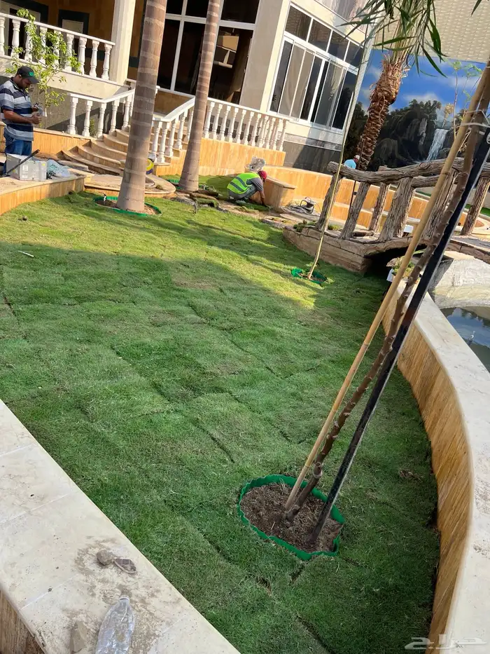 ثيل طبيعي نجيل مشروط ومضمون 25