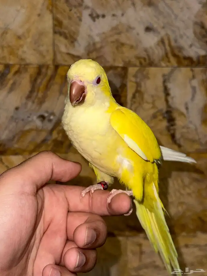 كويكر لاتينو اليف وهدد تم البيع 4