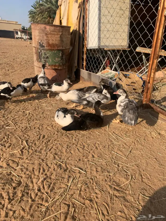 بط بلدي 1