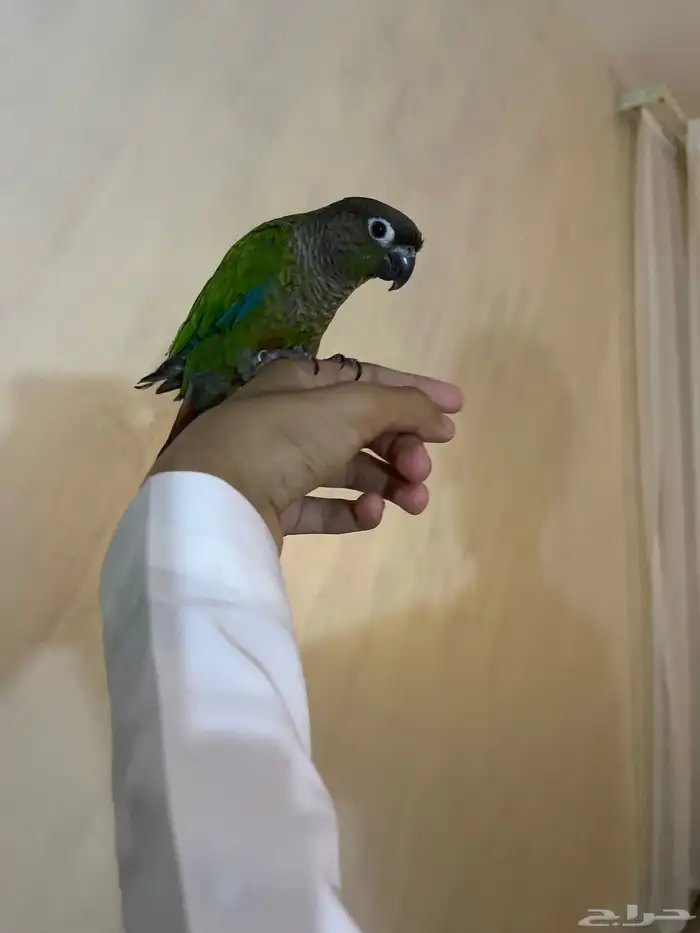 كنيور جرين شيك 2