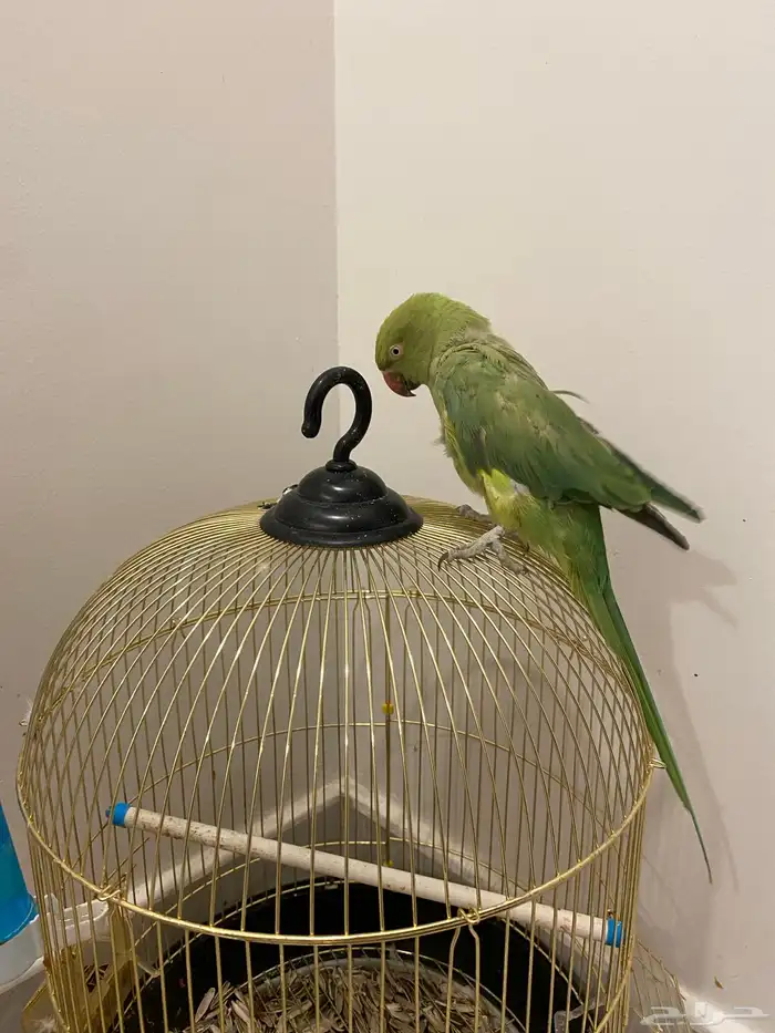 للبيع عصفور دره 4