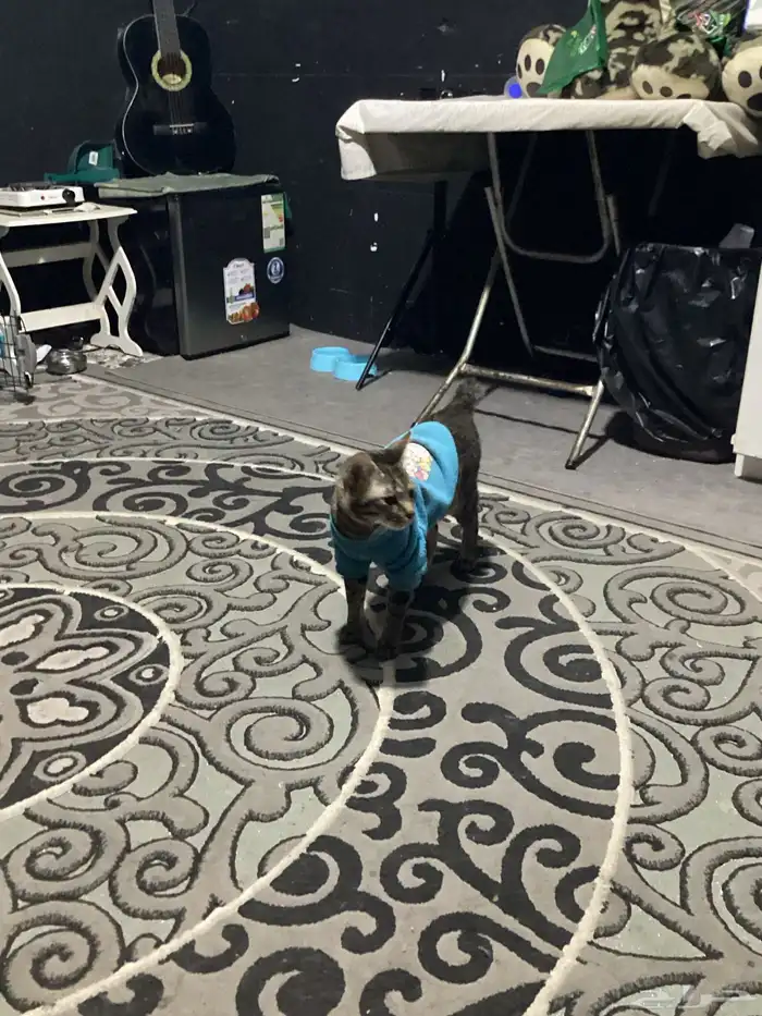 قطط للتبني 17