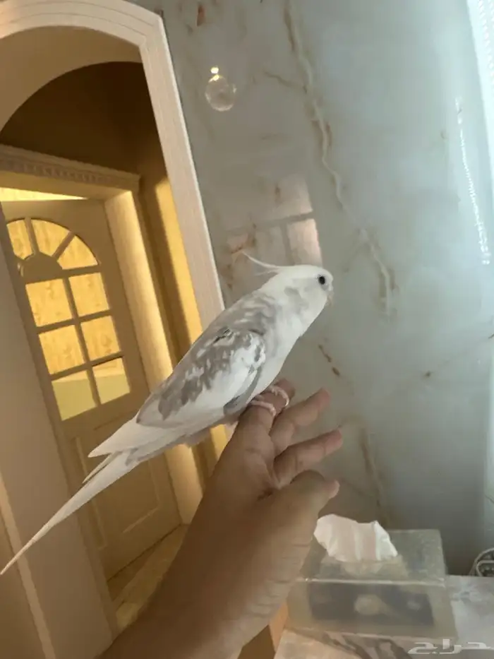 كروان متكلم 1