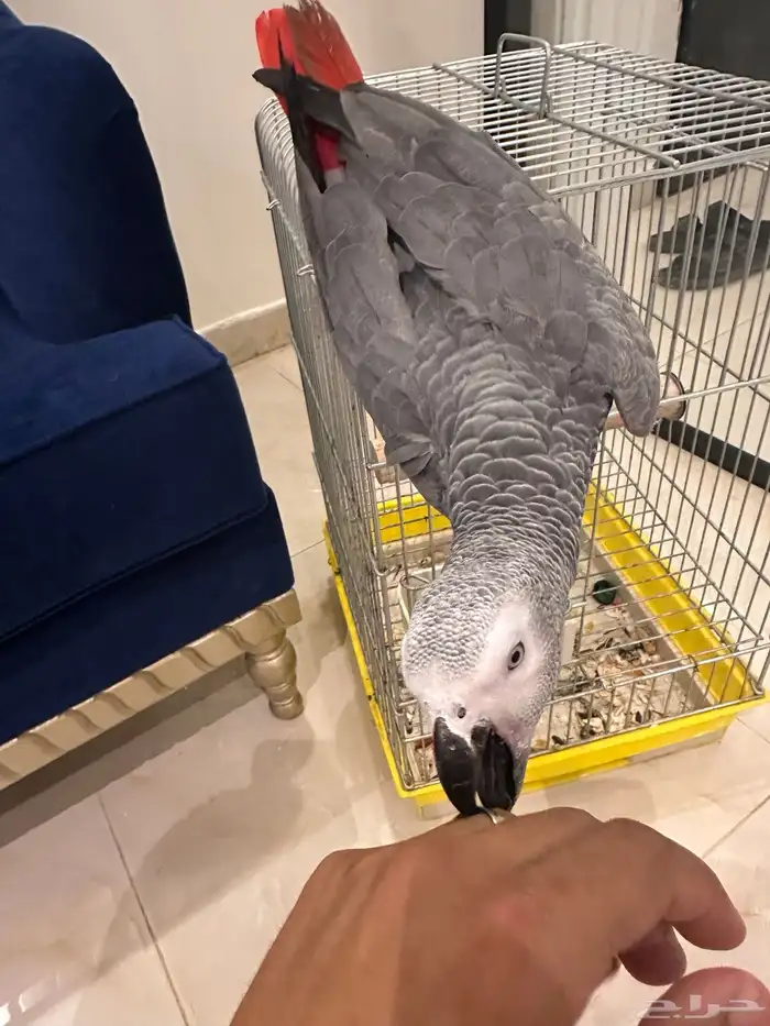 ببغاء كاسكو تم البيع 4