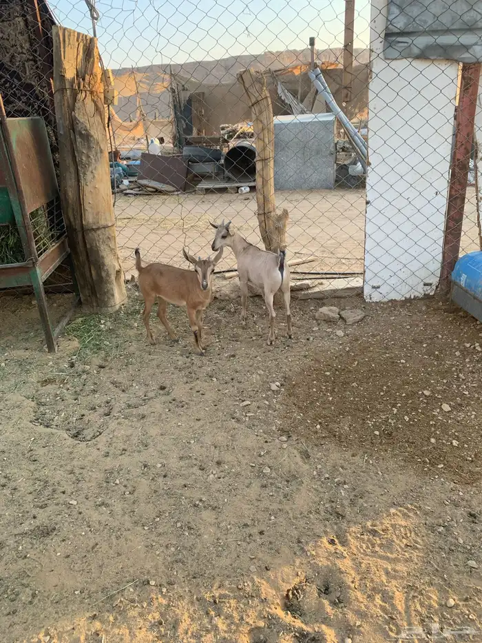 عناق وتيس هجين وعل 7
