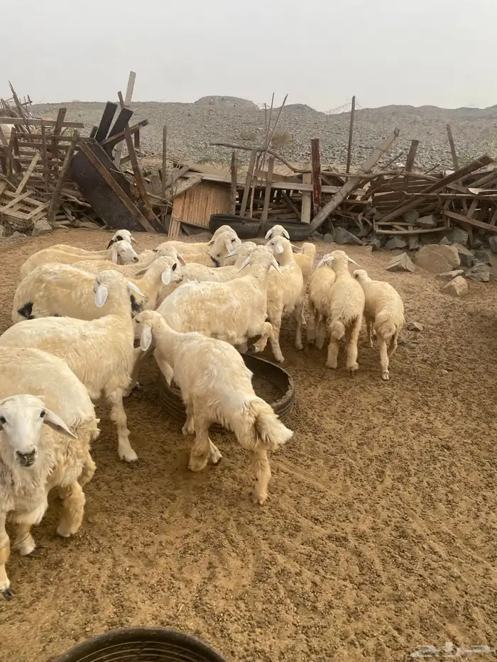 ذبايح حري و سواكني يوجد تقسيط تابي 1