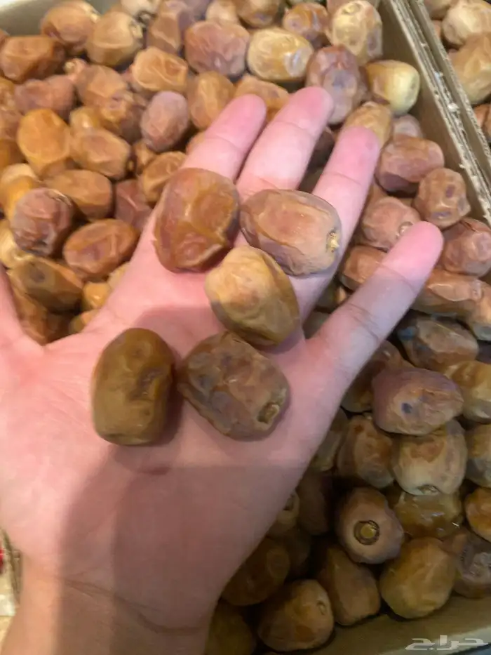 روثانه 80 كرتون 1