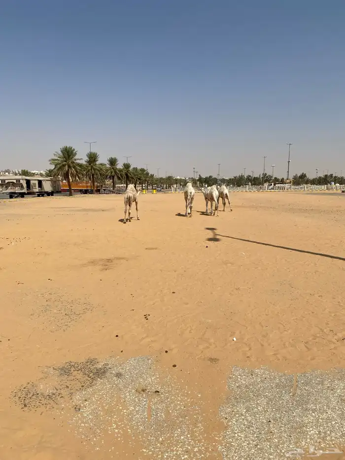 العدد 5 قعدان لبانية واساسهن طيب 8