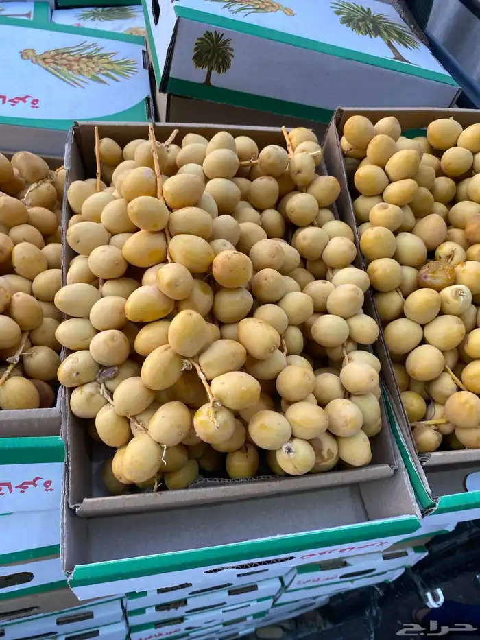بلح برحي بأسعار الجمله 1